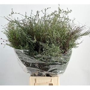 Thym Falso 300gr P Bunch
