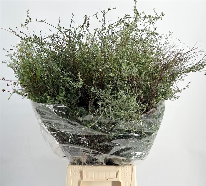 <h4>Thym Falso 300gr P Bunch</h4>