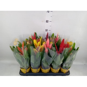 Vriesea   ...mix 8