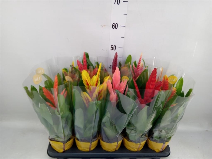 <h4>Vriesea   ...mix 8</h4>
