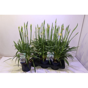arr8 Agapa Amourette Superb Blauw