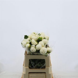 Paeonia Bridal Shower