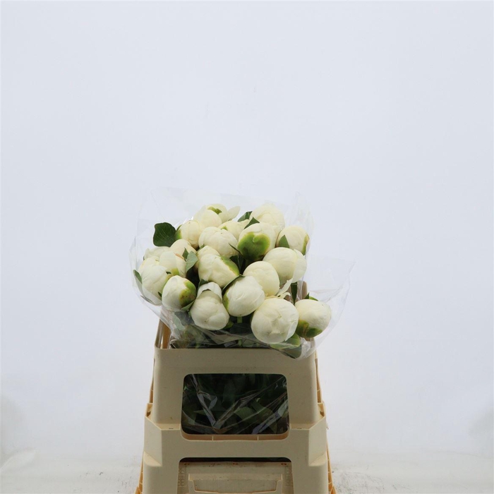 <h4>Paeonia Bridal Shower</h4>