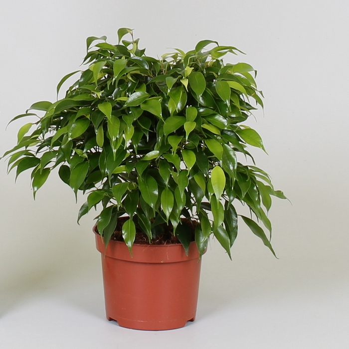 <h4>Ficus Be Green Kinky</h4>