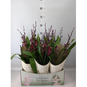 Burrageara  'Barrocco Red'