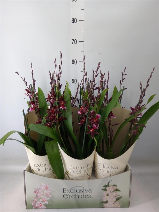 <h4>Burrageara 'Barrocco Red'</h4>