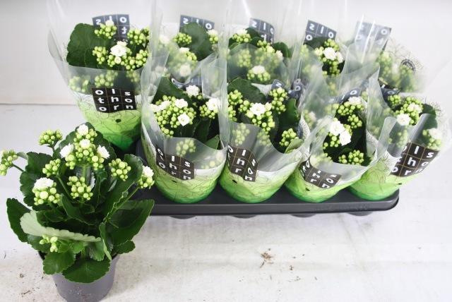 <h4>KAL GE WHITES WHITE</h4>