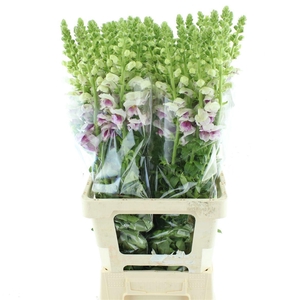 ANTIR COSTA SU PURPL