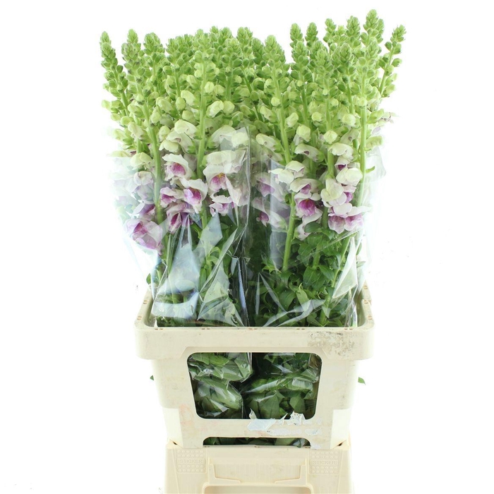 <h4>ANTIR COSTA SU PURPL</h4>