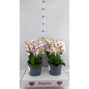Phalaenopsis multi. 'FC Safe Haven'