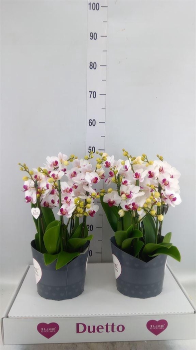 <h4>Phalaenopsis multi. 'FC Safe Haven'</h4>