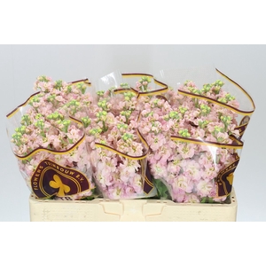 Matthiola Champagne