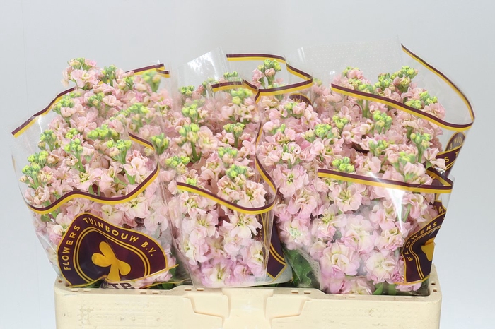<h4>Matthiola Champagne</h4>