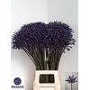 Agapanthus Intermedius