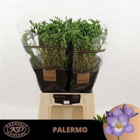 Fr En Palermo