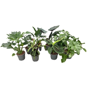 Mix Groene Kamerplant p 17