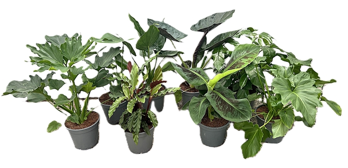 <h4>Mix Groene Kamerplant p 17</h4>