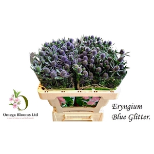ERYNGIUM BLUE GLITTER