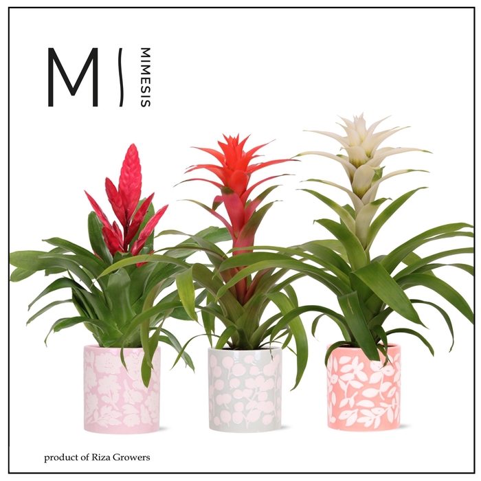 <h4>BROMELIA GEM</h4>