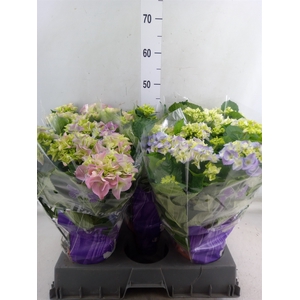 Hydrangea mac.   ...mix