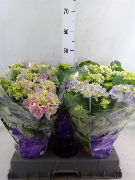 <h4>Hydrangea mac.   ...mix</h4>