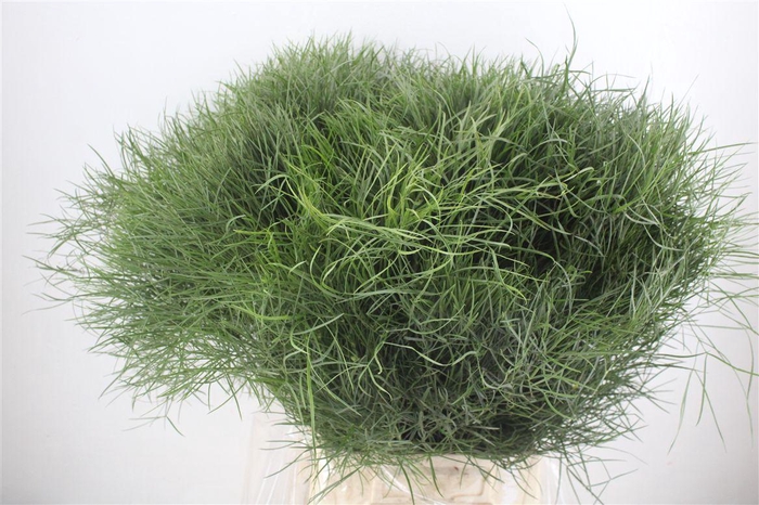 <h4>Corallo P Bunch</h4>