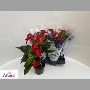 ANTHU AN BAMBINO RED