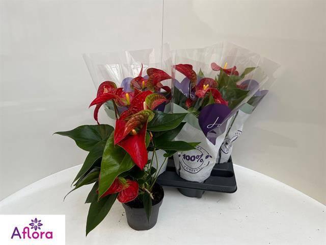 <h4>ANTHU AN BAMBINO RED</h4>