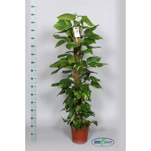 Epipremnum pinnatum mosstok 27Ø 170cm