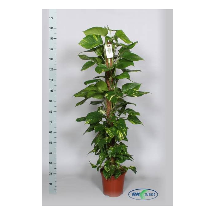 <h4>Epipremnum pinnatum mosstok 27Ø 170cm</h4>