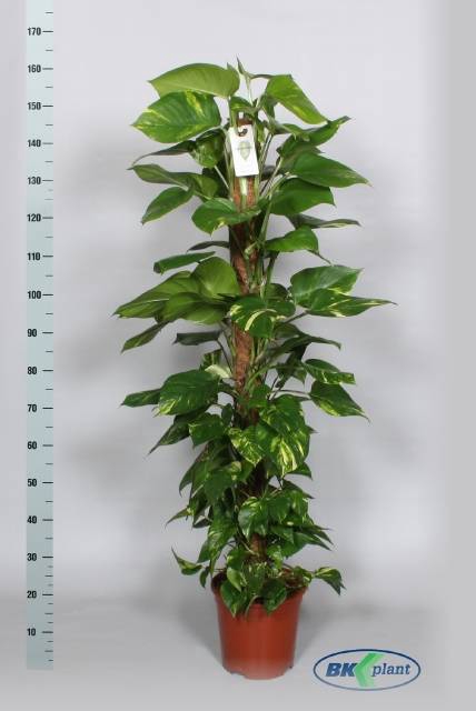 Epipremnum pinnatum mosstok 27Ø 170cm