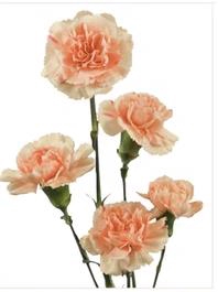 <h4>Di Tr Tunne</h4>