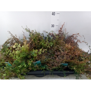 Selaginella uncinata 'Peacock'