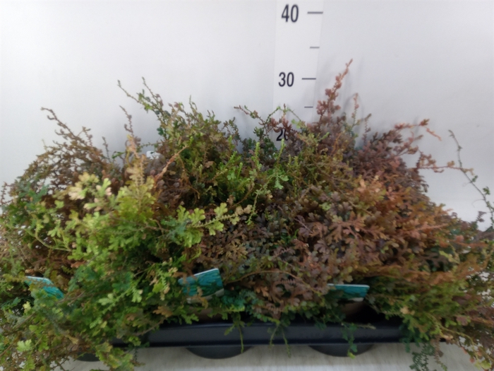 <h4>Selaginella uncinata 'Peacock'</h4>
