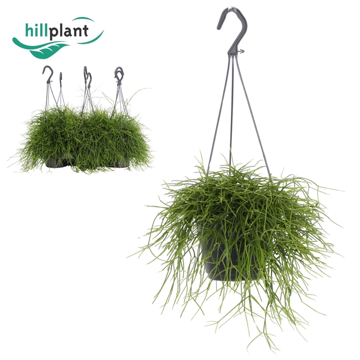 <h4>Rhipsalis Oasis 14cm hangpot</h4>