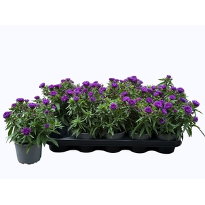 ASTER NB HENR PURPLE