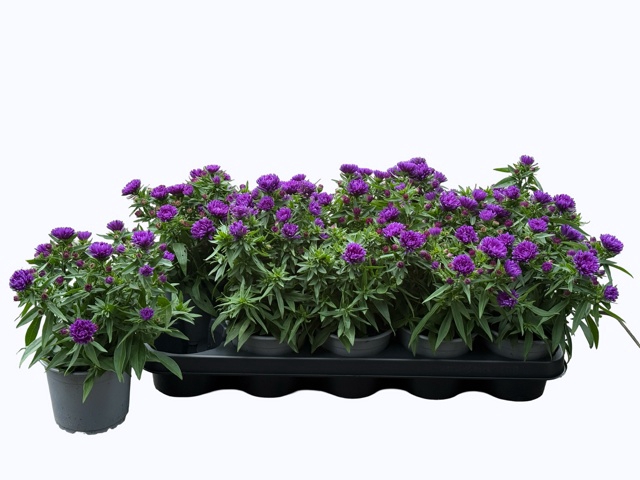 <h4>ASTER NB HENR PURPLE</h4>