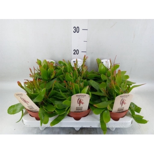 Rhipsalis   ...