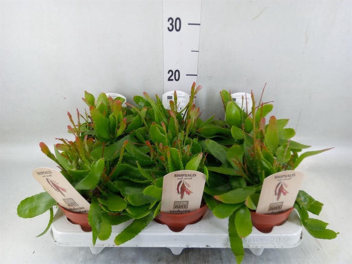 <h4>Rhipsalis   ...</h4>