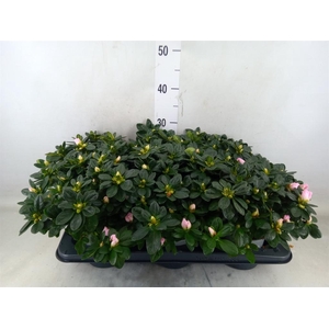 Rhododendron sim. 'Terra Nova'