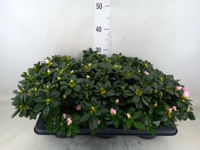 <h4>Rhododendron sim. 'Terra Nova'</h4>