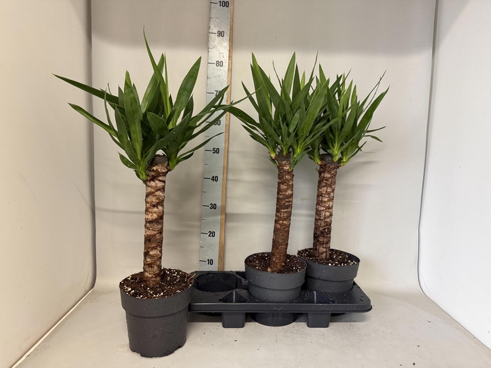 <h4>YUC ELEPHANTIPES</h4>