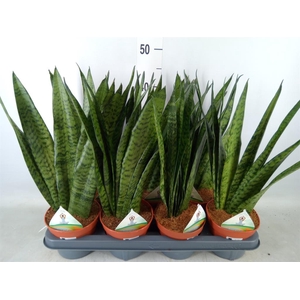 Sansevieria zeylanica
