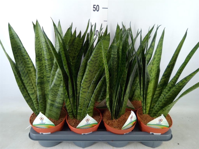 <h4>Sansevieria zeylanica</h4>