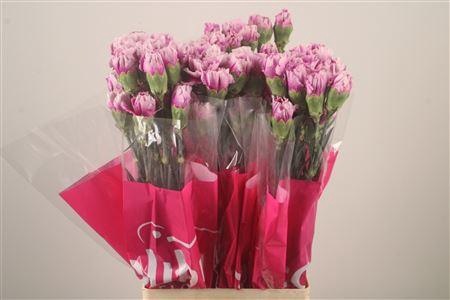 <h4>Di St Eminence</h4>