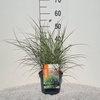 Miscanthus Red Chief