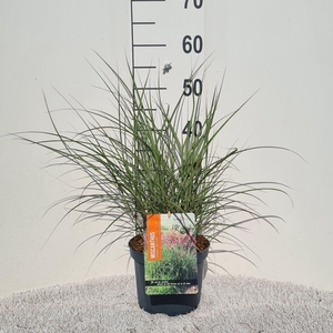 Miscanthus Red Chief