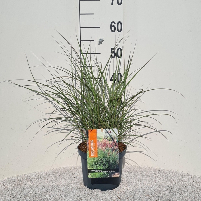 <h4>Miscanthus Red Chief</h4>