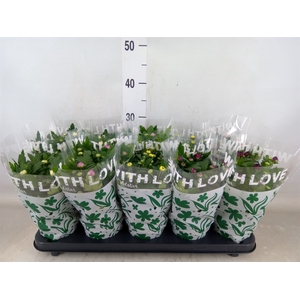 Chrysanthemum   ..mix 5