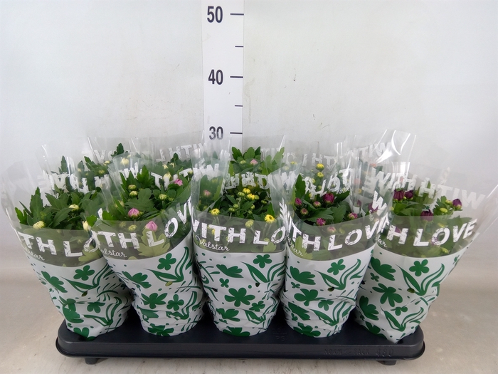 <h4>Chrysanthemum   ..mix 5</h4>